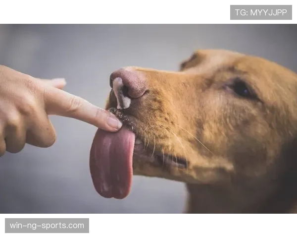 护脸动作为什么不算手球犯规？规则背后的微妙界限解析